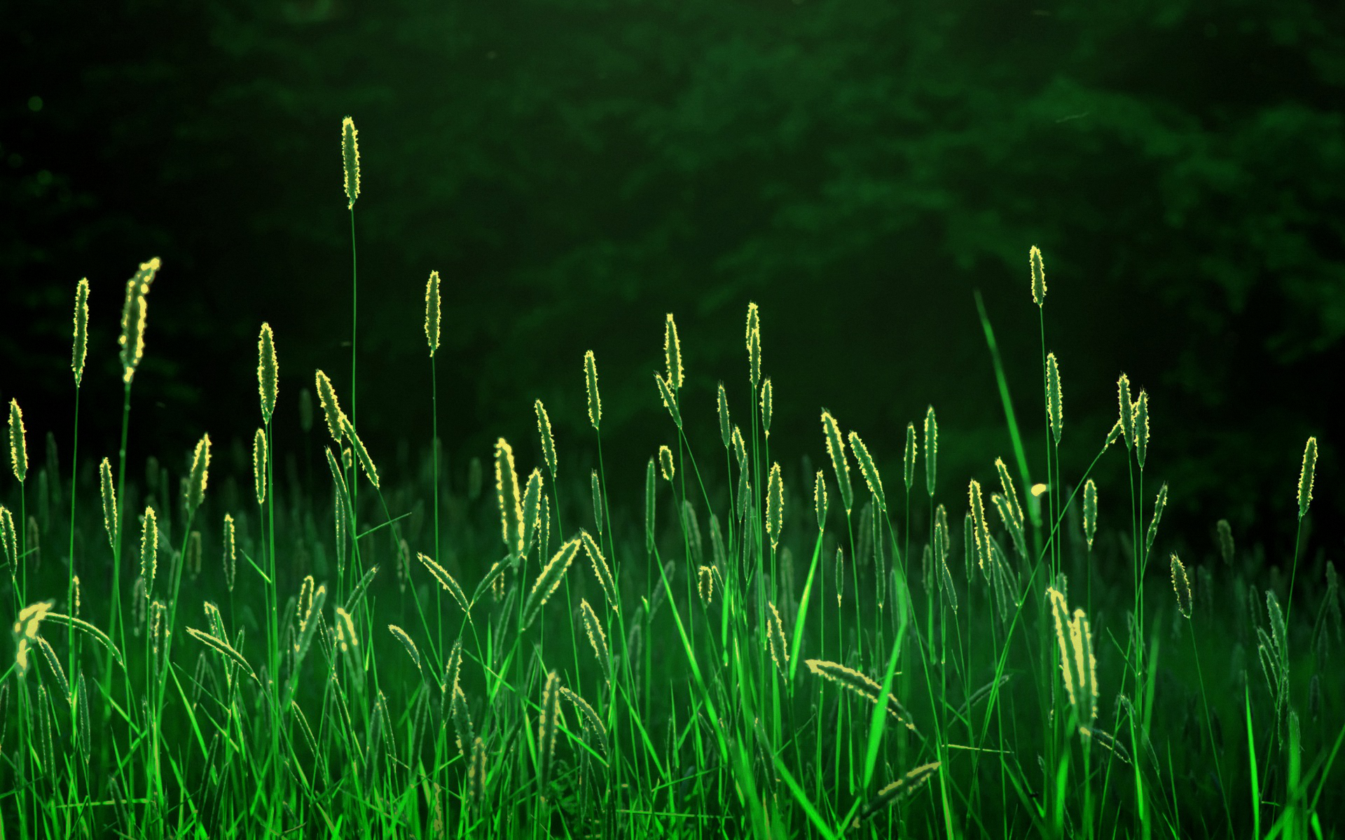 bg_image